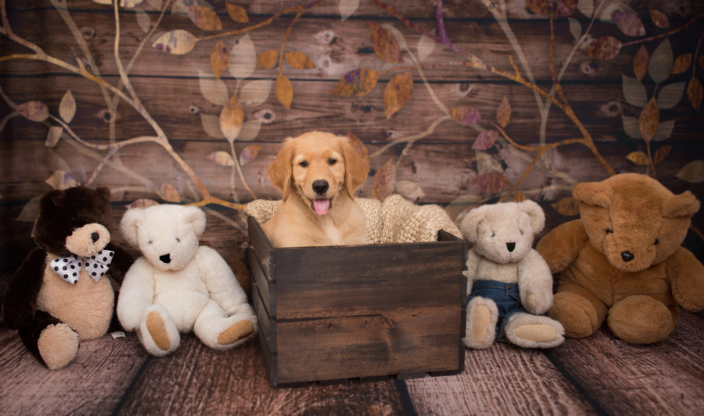Puppy Photo Session - Sweet C Photography Hampstead NC Pet Photographer